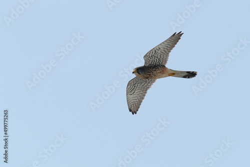 common kestrel in flight