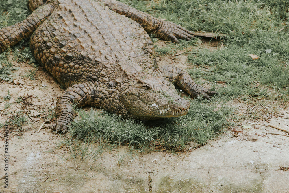 Fototapeta premium alligator in the swamp