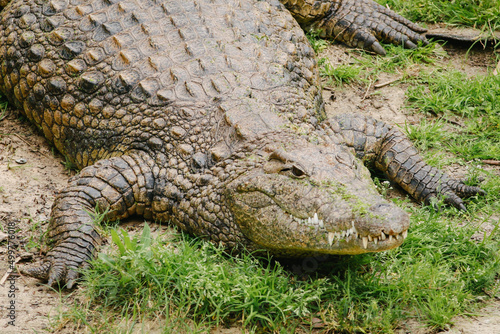 crocodile in the zoo