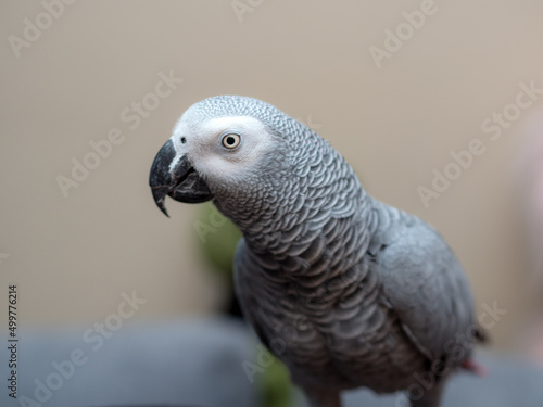 portrait of a Jaco parrot