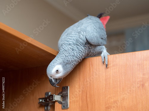 parrot on the closet