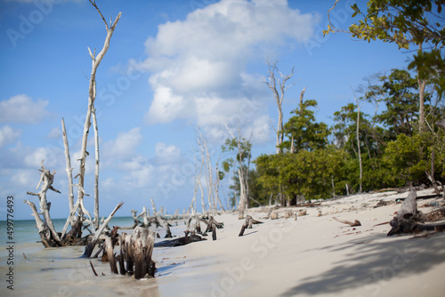 tree on the beach