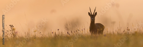 Panoramic view of roe deer  capreolus capreolus  buck on summer meadow with copy space. Animal wildlife in vibrant nature. Mammal with large antlers staring into the camera on a horizon.