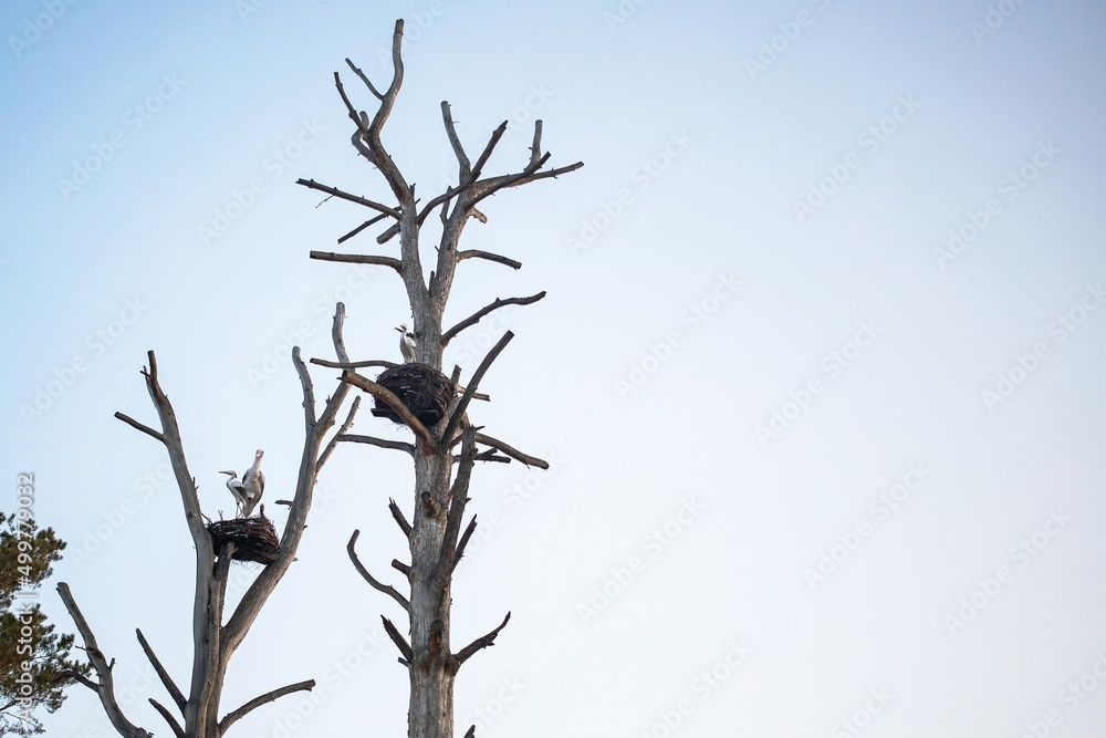 artificial birds in a homemade nest as a decoration to attract the attention of tourists to remote wild places artificial birds in a homemade nest as a decoration to attract the attention of tourists to remote wild places