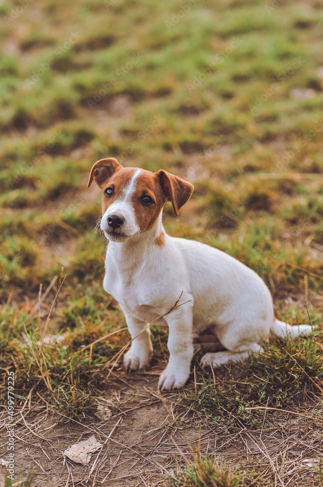 Portrait of cute Jack Russell Terrier puppy sitting outdoor. Happy dog