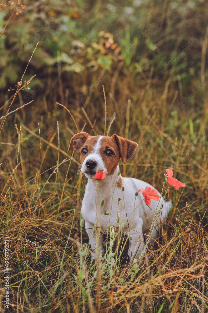 Portrait of cute Jack Russell Terrier puppy sitting near poppy flowers on the meadow. Happy dog