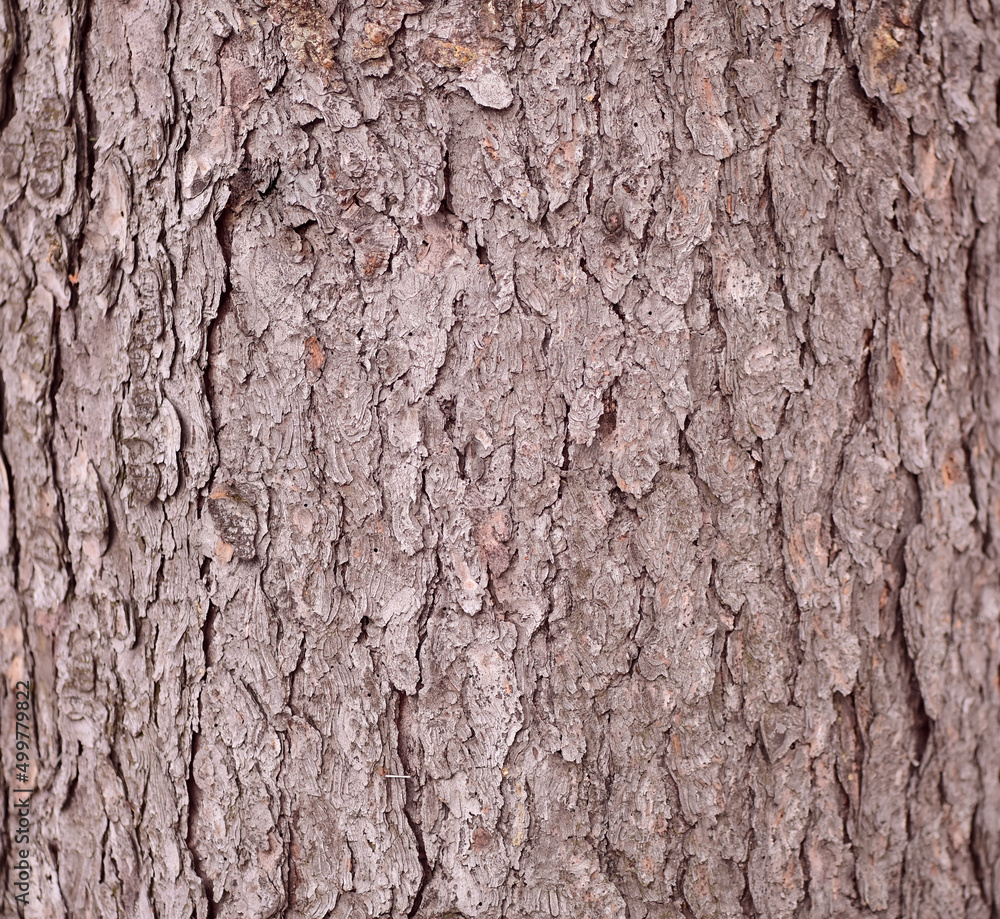 relief texture of the bark of the tree. tree bark background relief texture of the bark of the tree. tree bark background