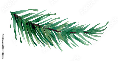 Quadro su tela Watercolor Fir or Spruce Branch Isolated on White