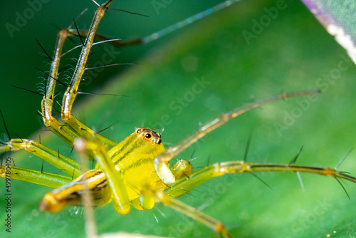 a green-colored spider on the top of a green leaf