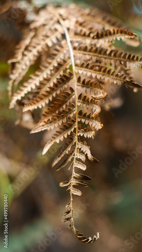Macro de feuilles de fougère marrons, flétrissant avec l'approche de l'automne