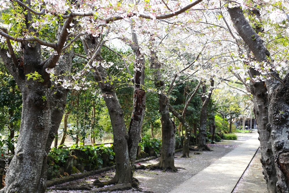 Obraz premium 桜