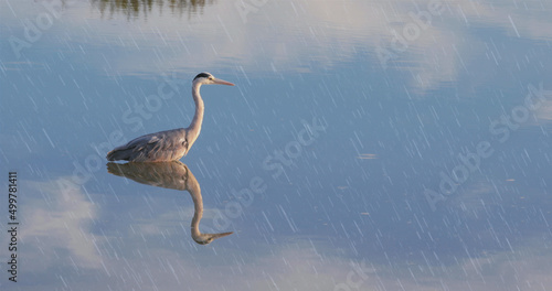 Image of rain falling over bird in water and reflection of sky in background