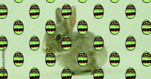 Image of green patterned easter eggs and easter bunny over green background