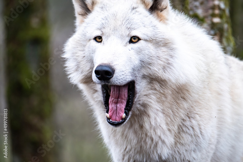 Close up of an adult white wolve roaming in the forest © Lukassek