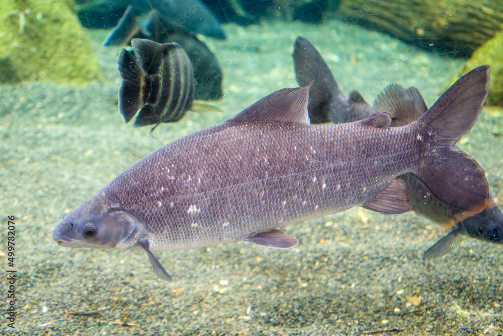 the closeup image of Grass-eater (Distichodus rostratus), present from Senegal to the Chad basin. the closeup image of Grass-eater (Distichodus rostratus), present from Senegal to the Chad basin.