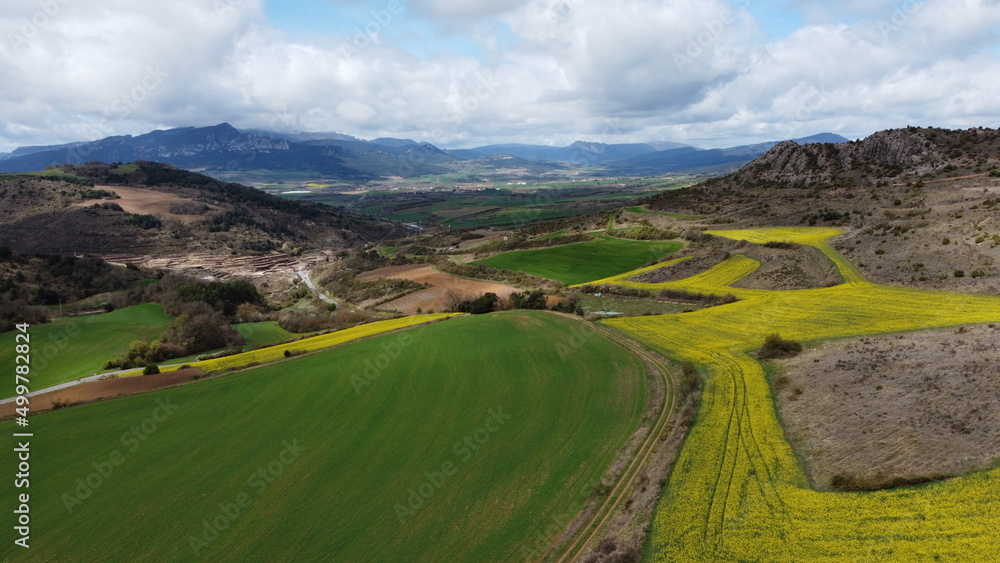 aerial view of rapeseed fields seen from above 