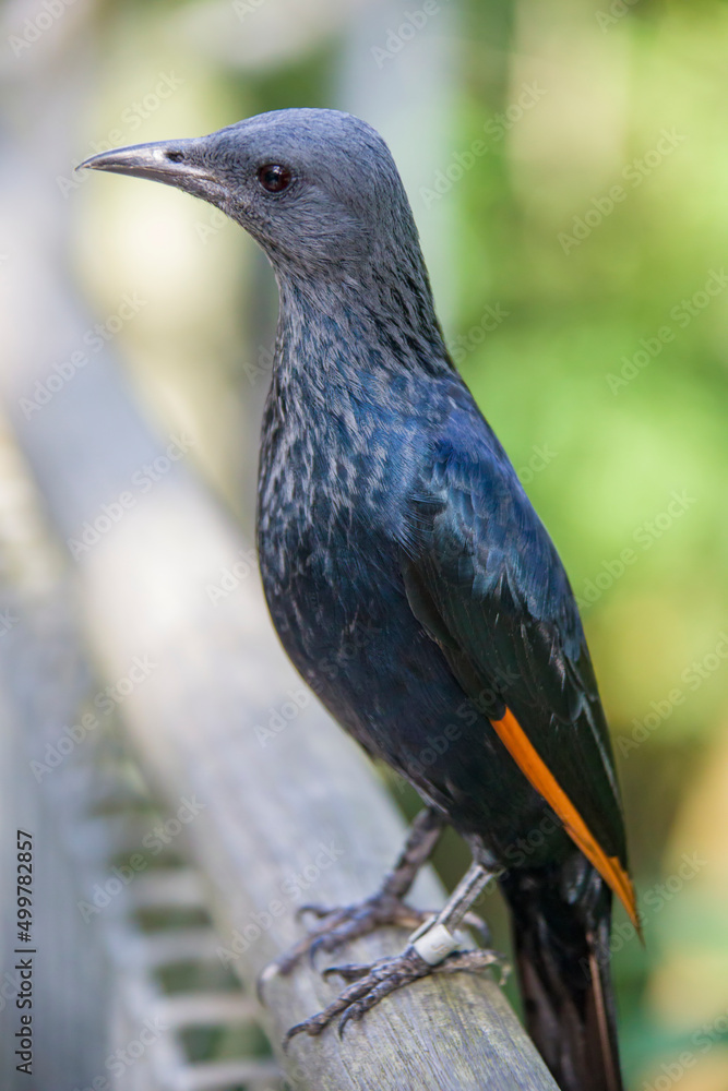 Naklejka premium A female Red-winged starling closeup image. A bird of the starling family Sturnidae native to eastern Africa. An omnivorous, generalist species, it prefers cliffs and mountainous areas for nesting