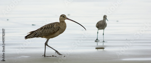Canvas Print A pair of long-billed curlews on Morro Bay Dog Beach
