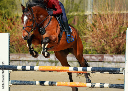 Jumping horse brown with rider with drawn-up legs and pricked ears from the front jumping over an obstacle..