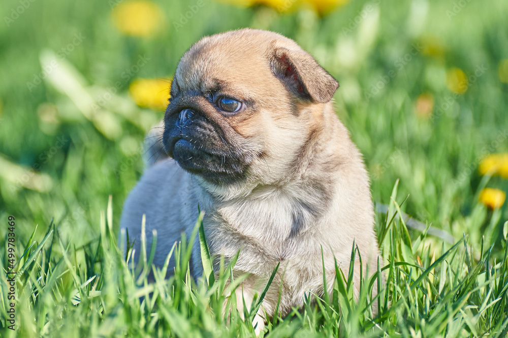 Portrait of a funny pug puppy in profile