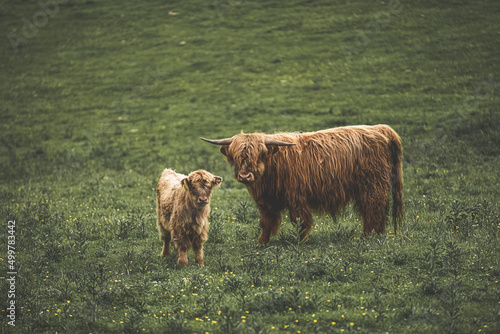 Highland cow calf and bull