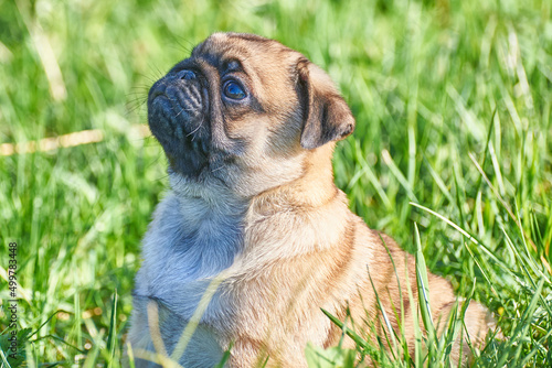 Close-up portrait of a funny pug puppy