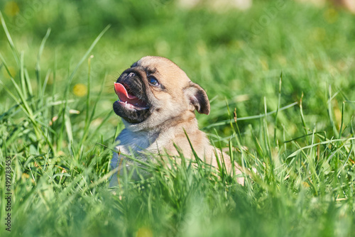 Pug puppy sitting on the lawn with his tongue hanging out