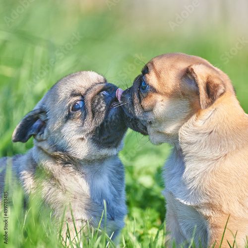 Little pug puppies have fun playing in the green spring grass
