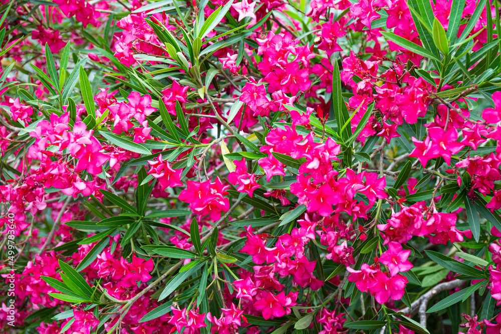 Pink blooming oleander close up, beautiful summer flowers on the tree Pink blooming oleander close up, beautiful summer flowers on the tree