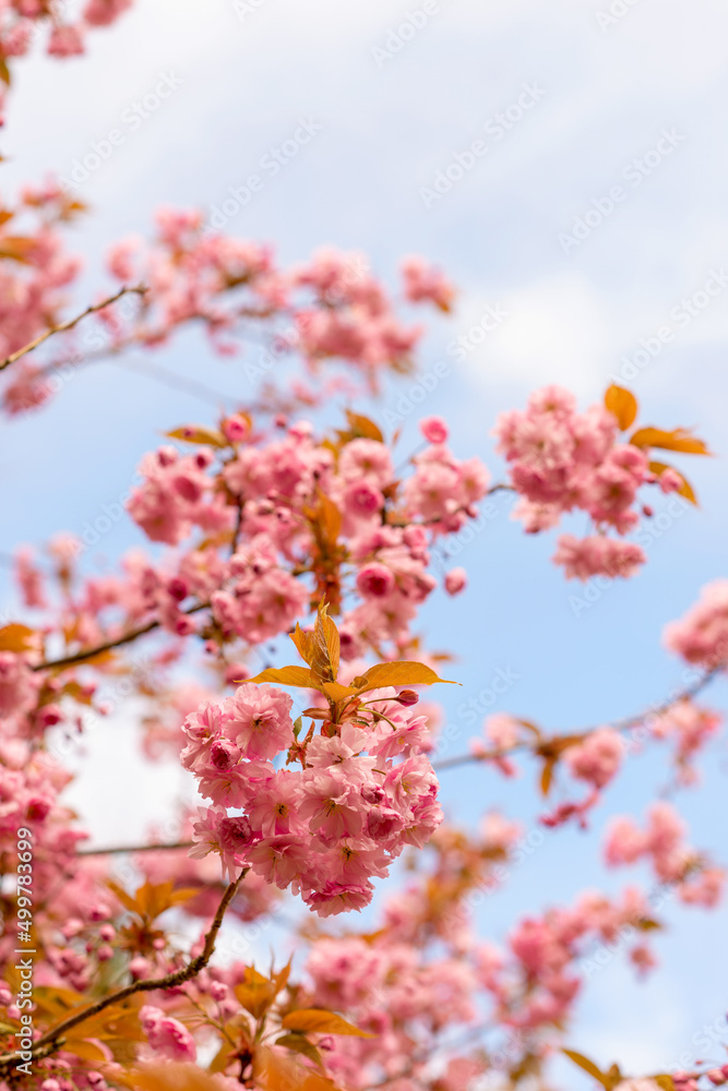 Blooming sakura in the park