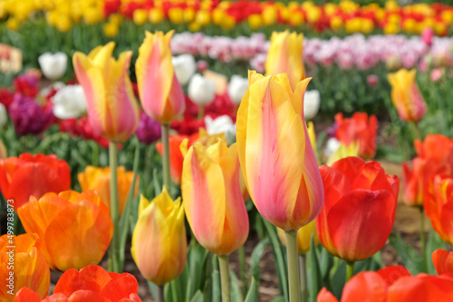 Tulip ÔEl NinoÕ in flower