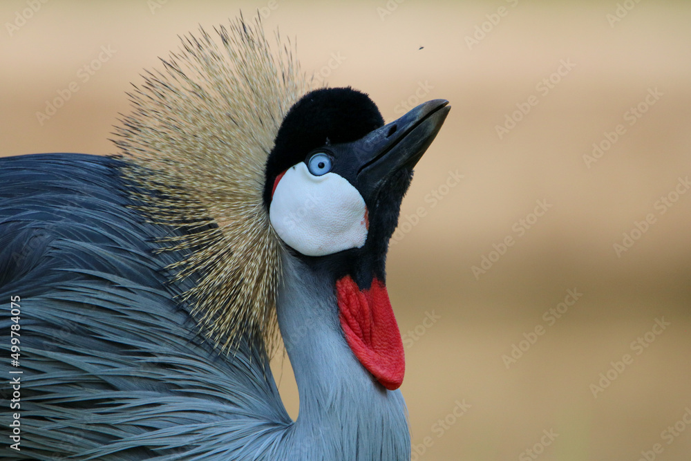 Fototapeta premium Grey Crowned Crane, displaying during courtship, Eastern Cape, South Africa