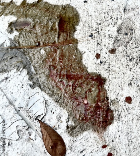Selective focus bloody dog ​​urine  due to sickness