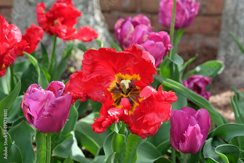 Red parrot tulip in flower