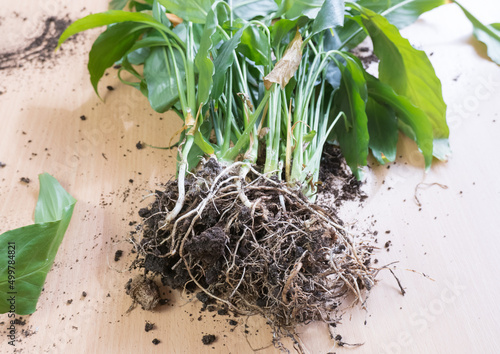 Houseplant spathiphyllum with roots on the texture of a wooden table. Houseplant care, transplanting photo