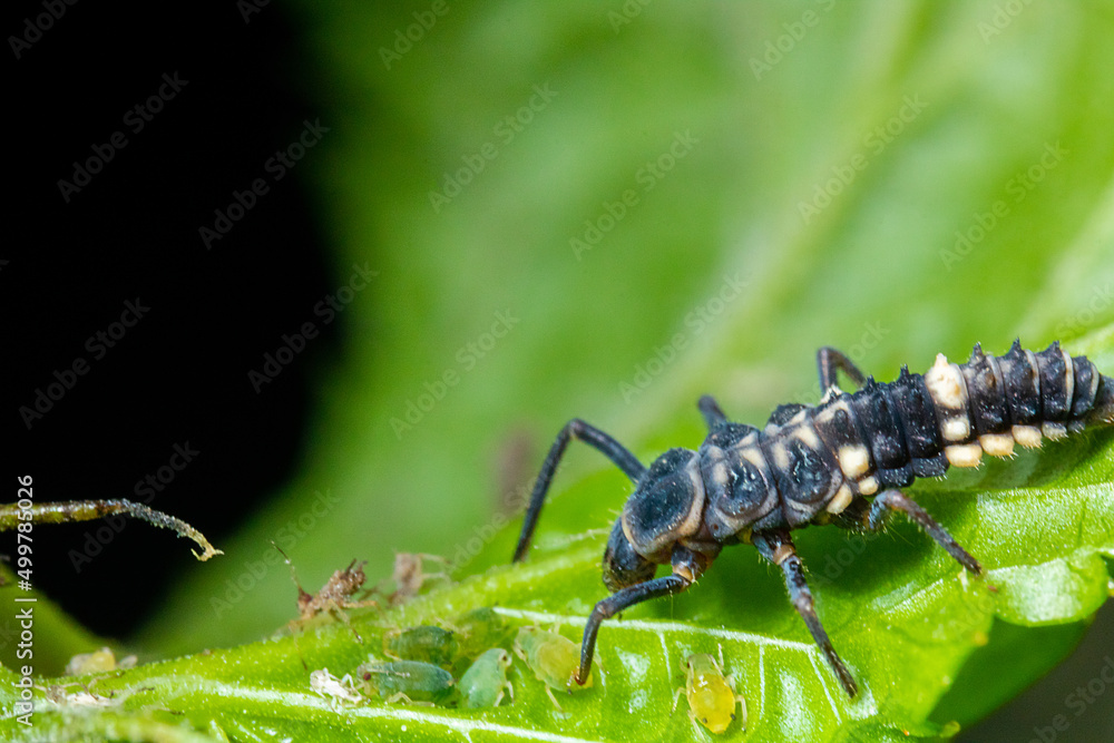 Fototapeta premium a black bug surrounded by some small bugs