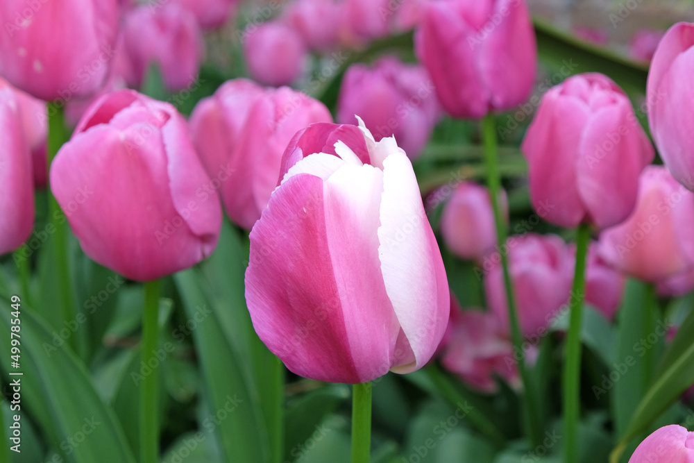 Tulip ÔPurple PrideÕ in flower