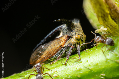 a treehopper surrounded by some ants on top of a green stalk