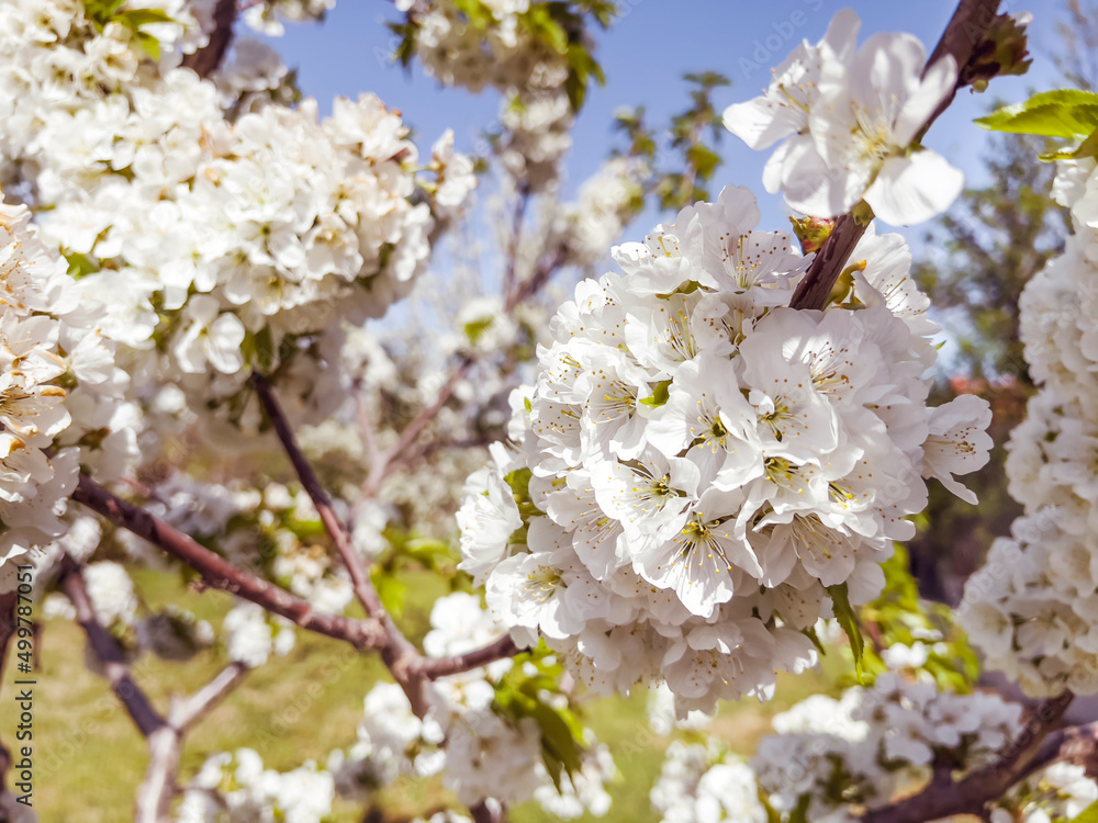 Close up of Spring Cherry Blooming  Tree 