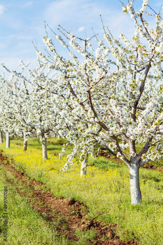 Blooming Cherry Trees in a Row .Cherry Garden in the Spring in Bulgaria Blooming Cherry Trees in a Row .Cherry Garden in the Spring in Bulgaria