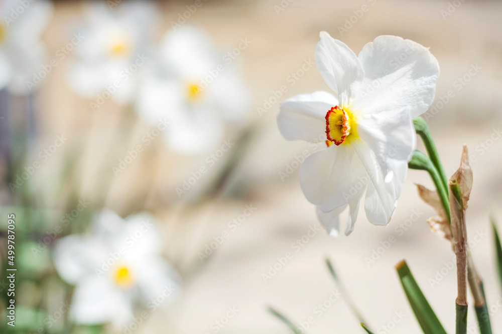 White Narcissus Flowers Blooming in a Spring Garden ,Spring Flowers Background 