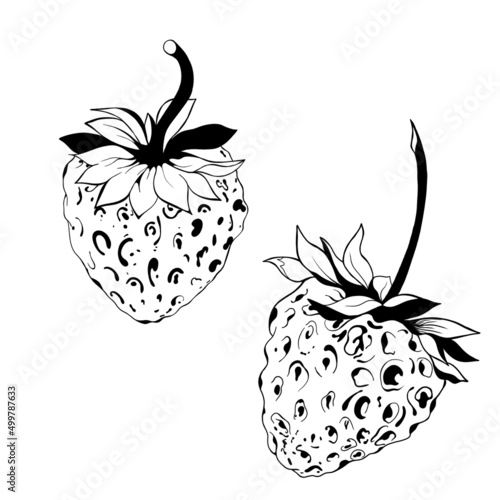set of two strawberries detailed realistic freehand sketch. delicious juicy s...