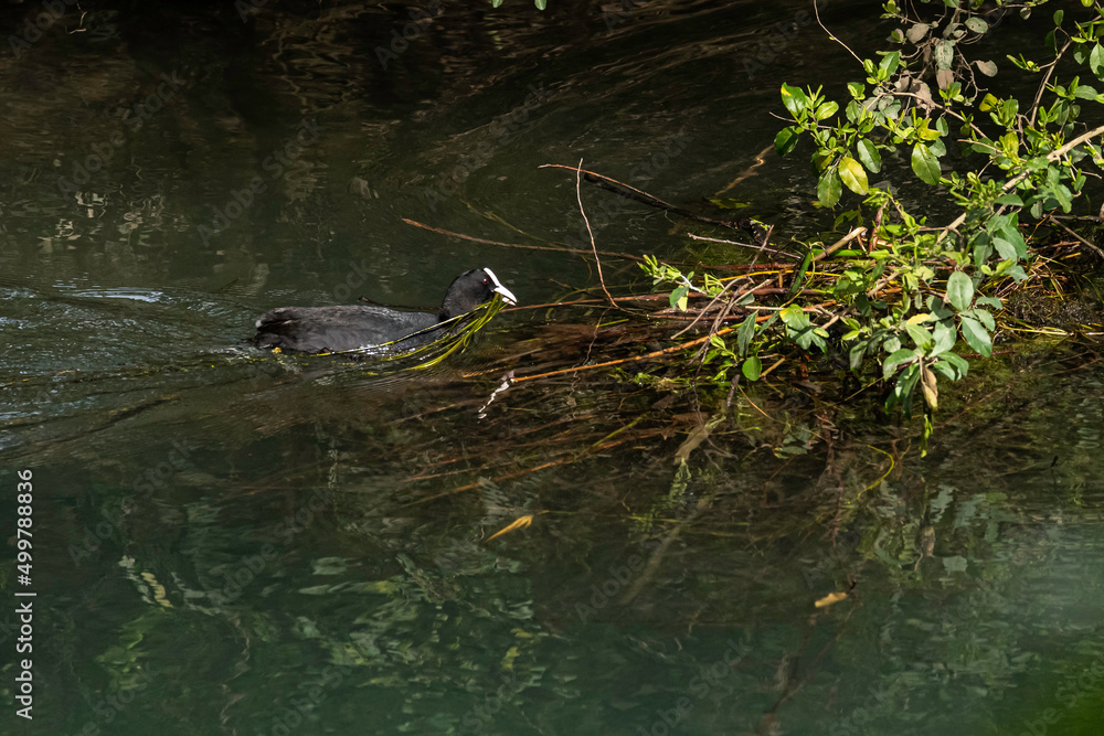 Fototapeta premium Eurasian coot (Fulica atra) with black plumage and white beak, bringing some grass for the nest