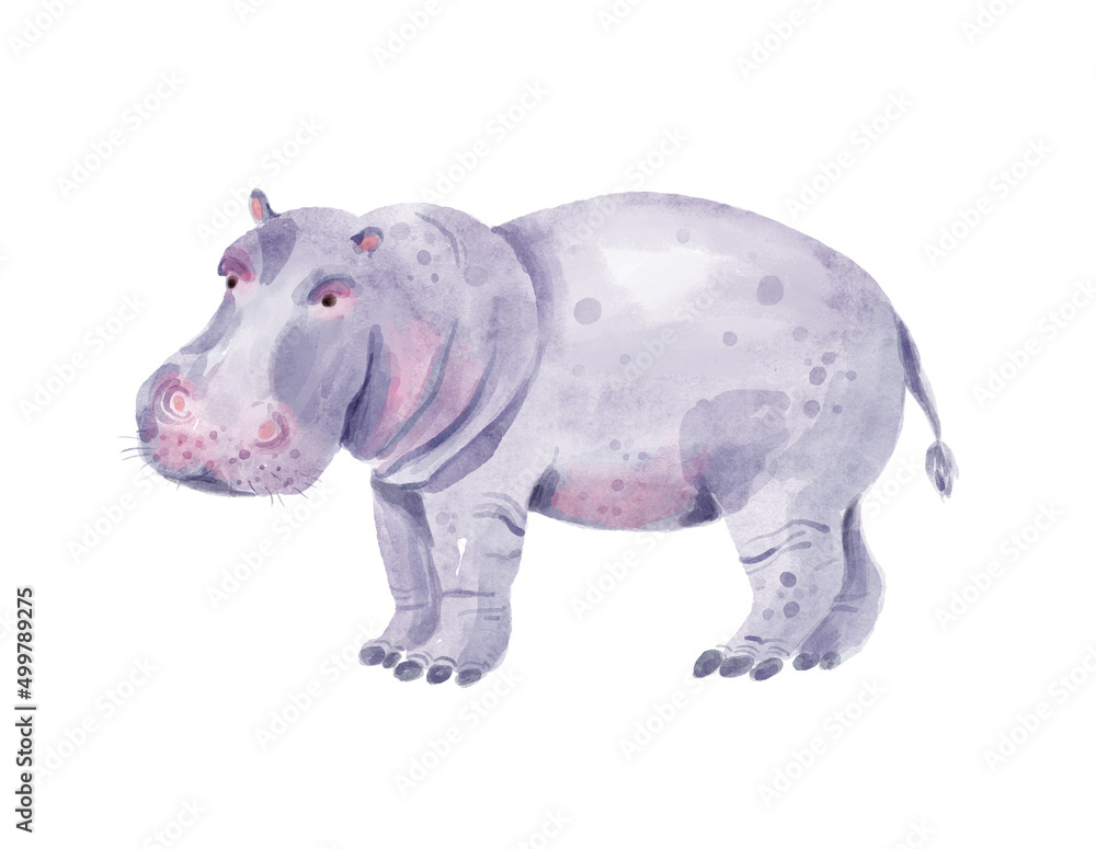 Watercolor hippopotamus. Hand-drawn cute illustration isolated on the white background