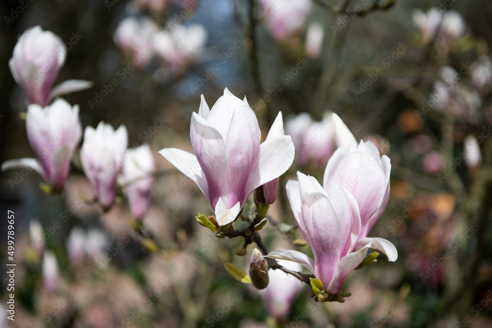macro of magnolia bloom in spring. nature beauty macro of magnolia bloom in spring. nature beauty
