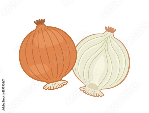 vector full and half of onion 