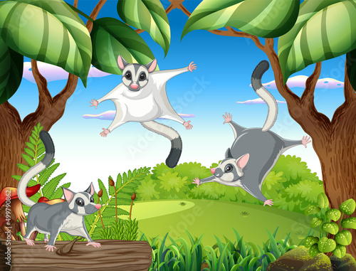 Sugar gliders in the woods
