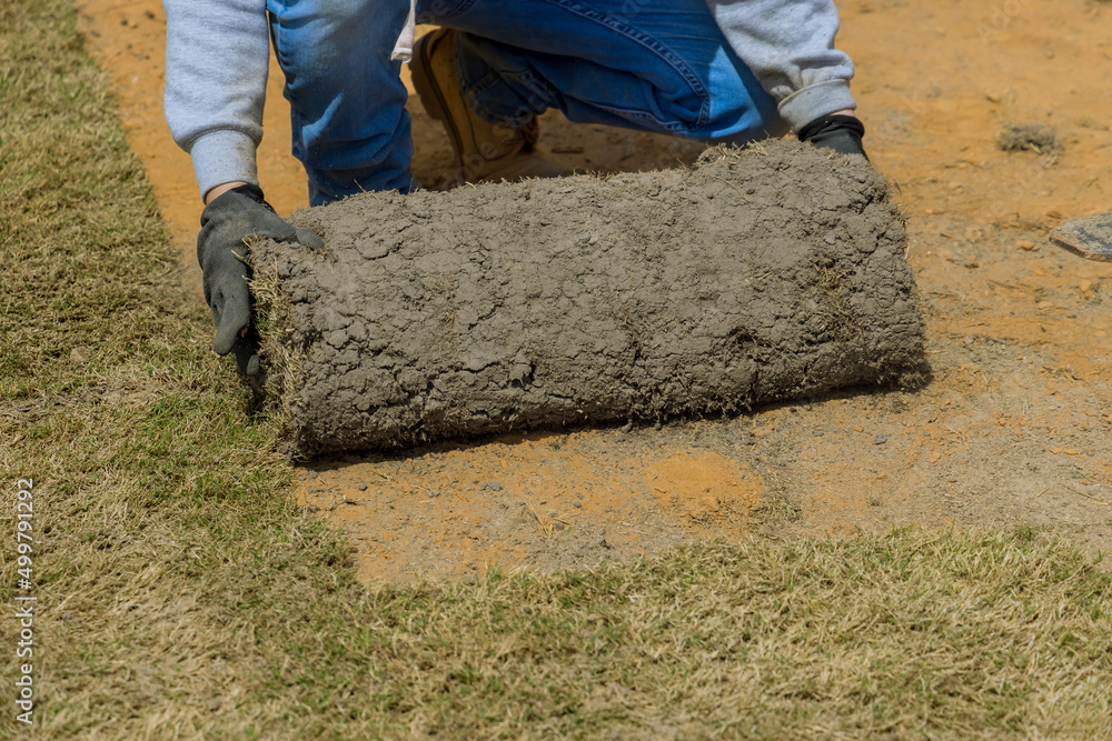 Material for landscaping territory with unrolling laying rolls of turf natural rolled lawn Material for landscaping territory with unrolling laying rolls of turf natural rolled lawn