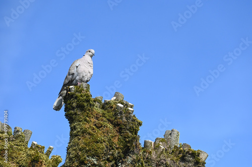 oiseau pigeon arbre
