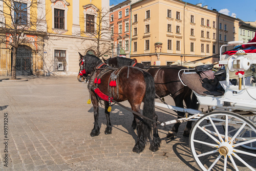 Two black horses harnessed to a white carriage on a stone-paved road on a sunny day are ready for a tourist trip to the sights of the ancient European city of Krakow. Side view, copy space photo